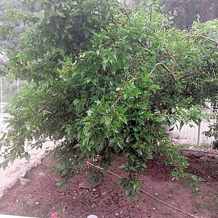 Village Garden Hotel 3*
