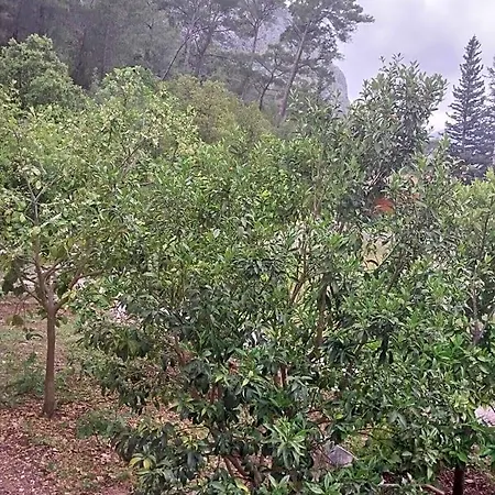 Hotel Village Garden